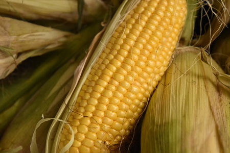 fresh mexican corn cob with green leavesの写真素材