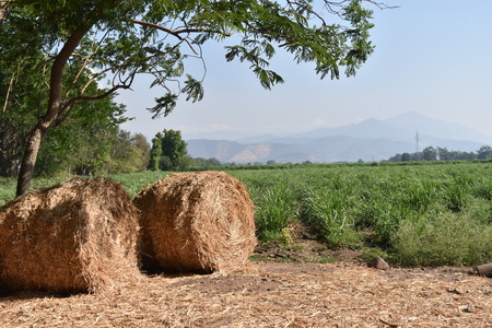 Round bales of straw on cut grain field. Round straw bales in harvested fields and blue sky with clouds.の写真素材