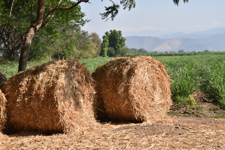 Round bales of straw on cut grain field. Round straw bales in harvested fields and blue sky with clouds.の写真素材
