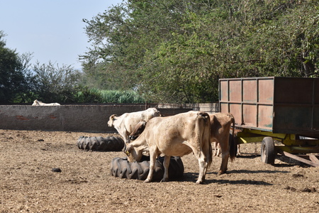 cows eating the hay in the barnの写真素材
