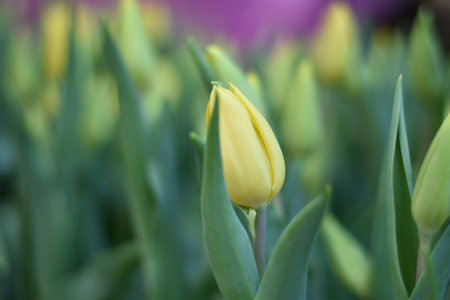 field of yellow tulips in a daylight