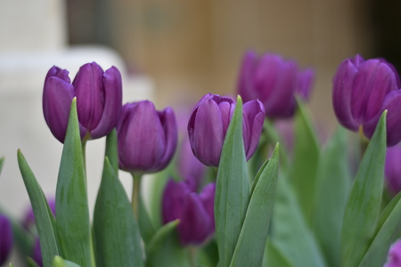 many purple tulips in a daylightの写真素材