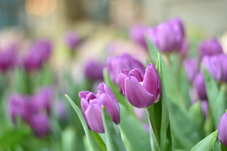many purple tulips in a daylightの写真素材