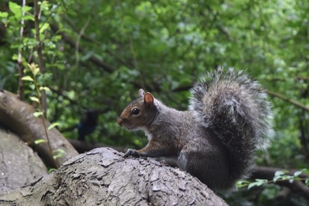 gray squirrel posing on a log in the forestの写真素材