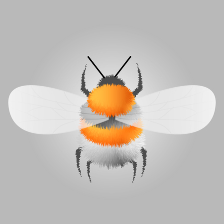 Vector engraving illustration of honey bee on gray backgroundのイラスト素材