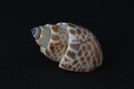 Shell free from black background. の写真素材