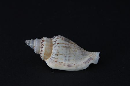 Shell free from black background. の写真素材