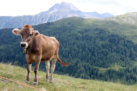  Happy cows on a high alpine pasture in Italy.,の写真素材