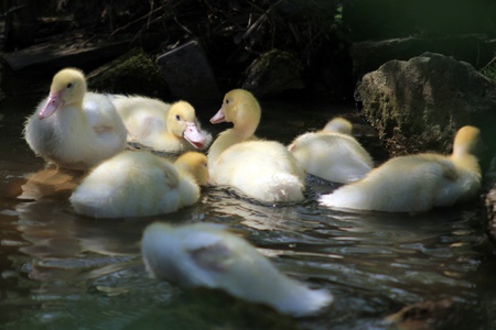 Young geese in the wildの写真素材