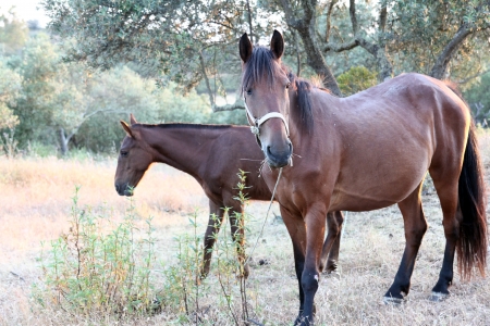 Pferd,Horse,の写真素材