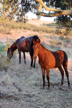 Pferd,Horse,の写真素材