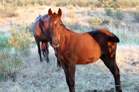 Pferd,Horse,の写真素材
