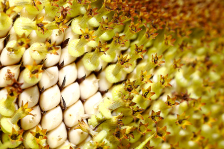 Sunflowers with the macro recorded objectivelyの写真素材
