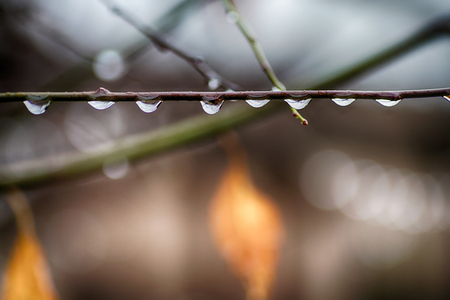 Drops of water on a branch in the gardenの写真素材