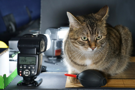 Cat photographed in the photocellの写真素材
