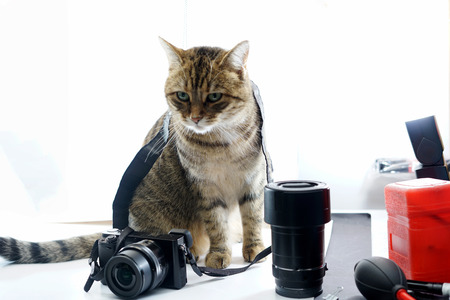Cat photographed in studio with cameraの写真素材