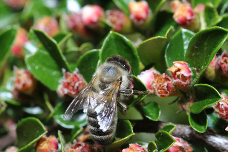 Wild bees are all bee species of the apoidea with the exception of honeybees and not about wild...