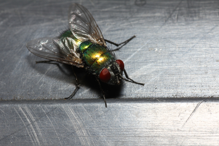 The fly has two subordinates of the two-winged birdの写真素材