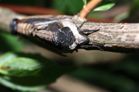 Scanned Moth in the wild during mating with the macro lensの写真素材