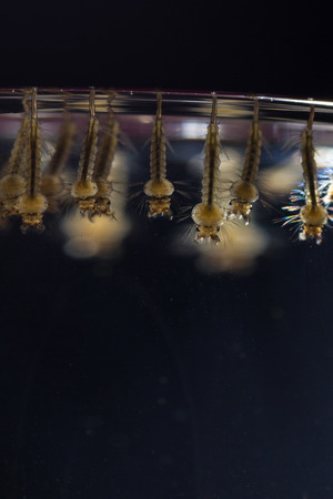 Mosquitoes are insects and live in the water until they hatch and then stingの写真素材