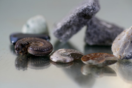 Auction of ammonite more than millions of years old called cephalopodsの写真素材
