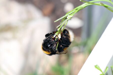 Bumblebee collecting nectar on flowers in a german gardenの写真素材