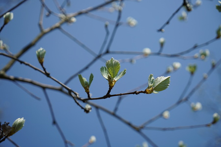 Rare plants from other countries, which grow with good care in Germanyの写真素材