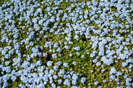 Flowering plants spotted and photographed in spring in Germanyの写真素材