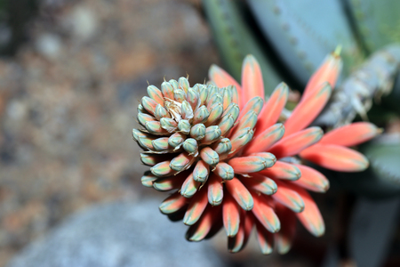 Succulents are succulent plants that are adapted to special climatic and soil conditions.の写真素材