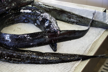 Fresh fish photographed on a fish market in Portugalの写真素材