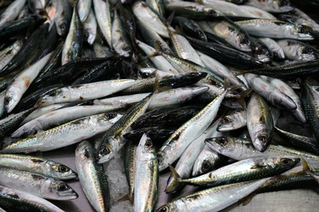 Fresh fish photographed on a fish market in Portugalの写真素材