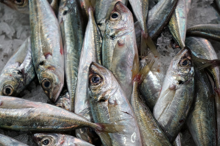 Fresh fish photographed on a fish market in Portugalの写真素材