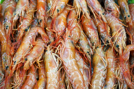 Freshly caught shrimps photographed at a fish market in Portugalの写真素材