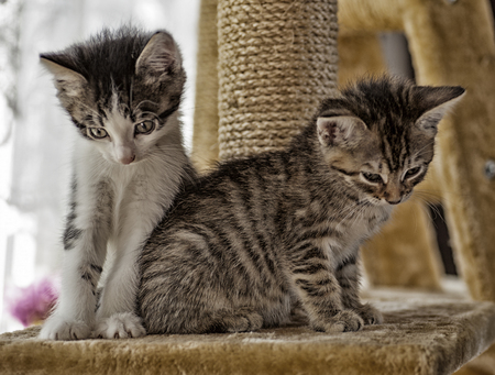 Young gray white european shorthair cat plays in the gardenの写真素材
