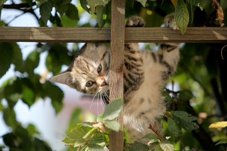 The European Shorthair is the typical farm-derived domestic cat.の写真素材