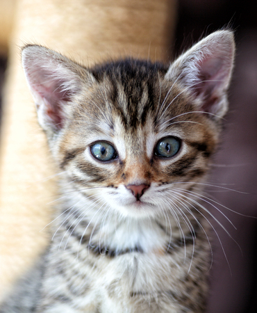 Small gray European Shorthair cat photographed while playingの写真素材