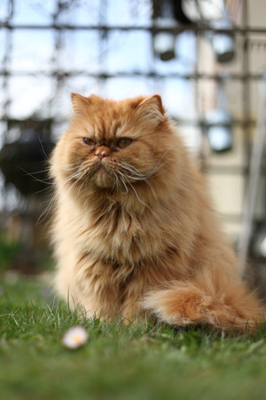The Persian cat is one of the oldest and most popular breed cats, so it wants to play in the garden.の写真素材