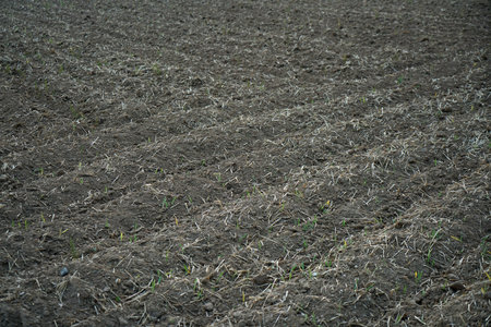 The extreme heat in germany leads to enormous losses in the harvest of corn and corn in agriculture