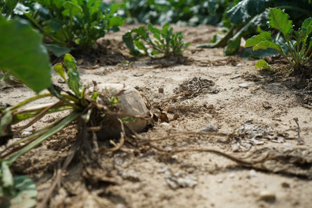 Lack of rainfall and climate change leads to dryness and drought at high temperatures