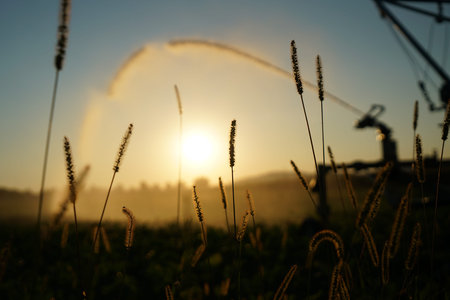 Long lasting drought in Germany due to lack of rain in agriculture requires artificial irrigation