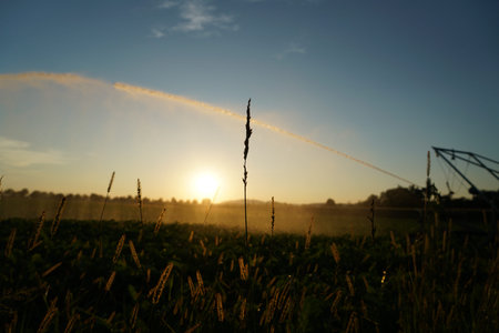 Long lasting drought in Germany due to lack of rain in agriculture requires artificial irrigationの写真素材