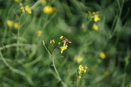 Wild Bees are all superfamily with the exception of the honeybeeの写真素材
