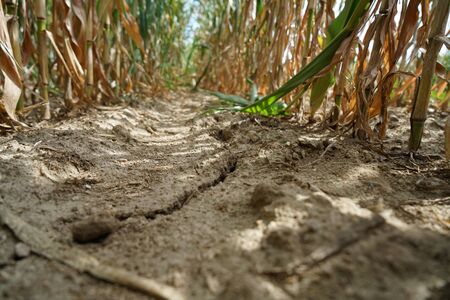 Lack of rainfall and climate change leads to dryness and drought at high temperaturesの写真素材