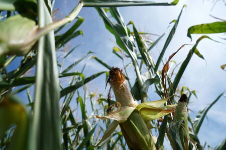 Lack of rainfall and climate change leads to dryness and drought at high temperaturesの写真素材