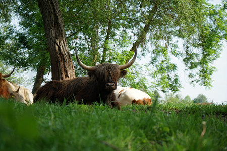 Scottish Longhorn cattle in the pasture near a creek in Germany