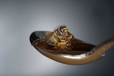 Bee licking spoon on honey and stickingの写真素材