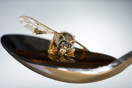 Bee licking spoon on honey and stickingの写真素材