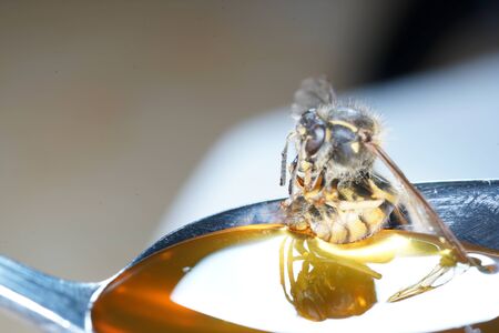 Bee licking spoon on honey and stickingの写真素材