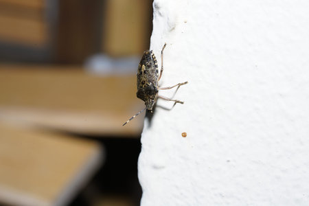 Insects from Germany in high resolution and scanned with macro