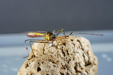 Insects from Germany in high resolution and scanned with macro